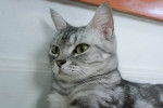 Photo American Shorthair