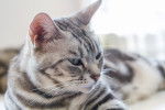 Photo American Shorthair