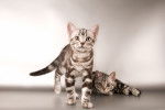 Photo American Shorthair