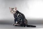 Photo American Shorthair