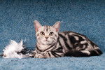 Photo American Shorthair