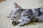Photo American Shorthair
