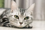 Photo American Shorthair