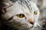Photo American Shorthair