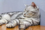 Photo American Shorthair
