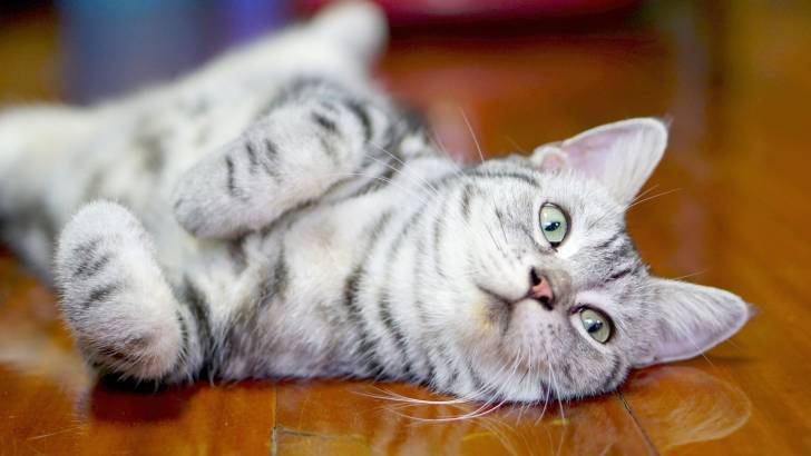 Un American Shorthair couché sur le dos par terre