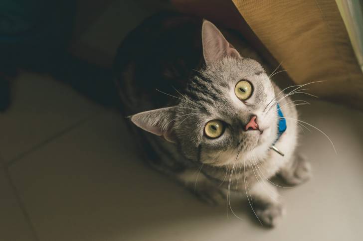 Photo American Shorthair