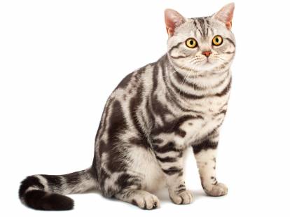 American Shorthair