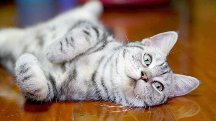 Un American Shorthair couché sur le dos par terre
