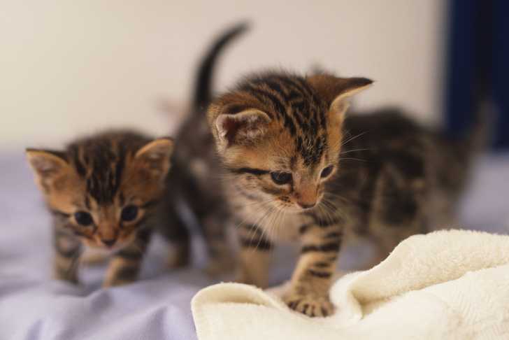 Photo American Shorthair