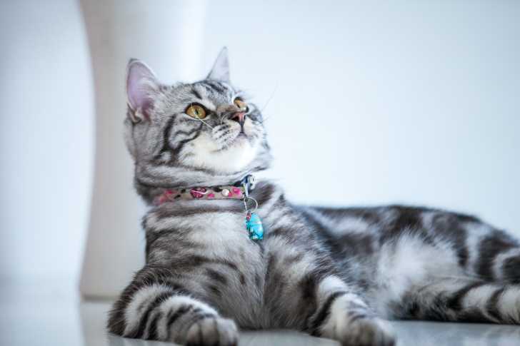 Un American Shorthair tigré gris et blanc aux yeux clairs, allongé au sol.