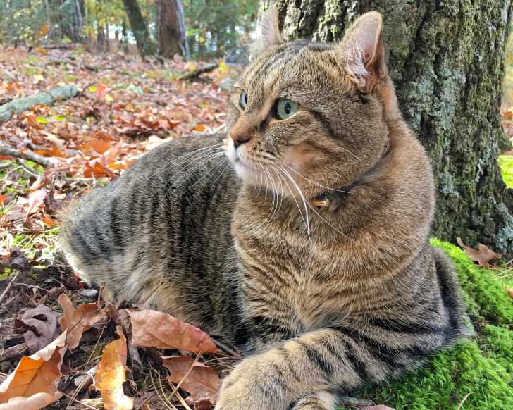 Photo Highlander
