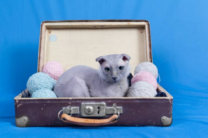 Ukrainian Levkoy - Levkoy Ukrainien