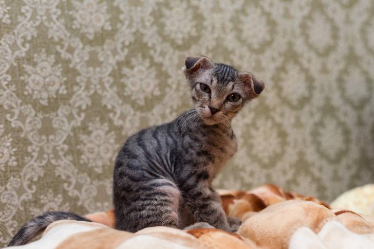 Photo Levkoy Ukrainien