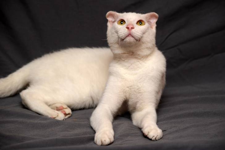 Photo Levkoy Ukrainien