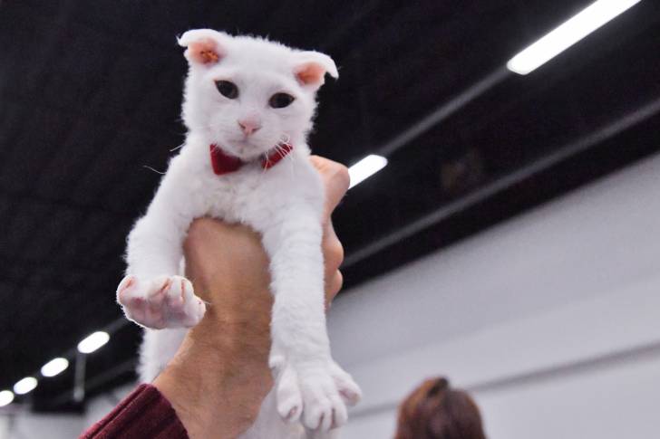 Photo Levkoy Ukrainien