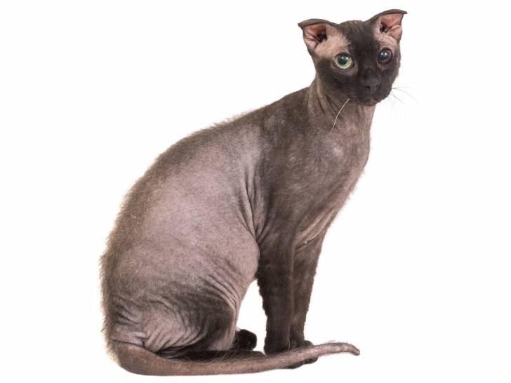 Photo Levkoy Ukrainien