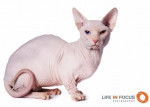 Bambinosphynx Naustradamus - Bambino Mâle