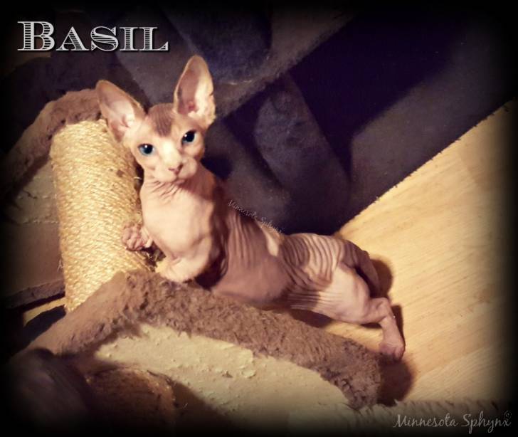 Basil - Bambino