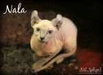 Nala - Elf-Cat