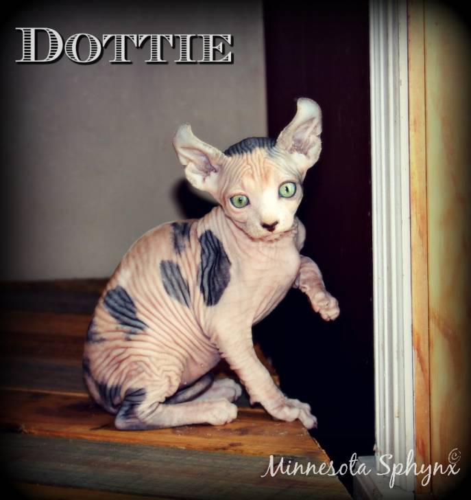 Dottie - Elf-Cat