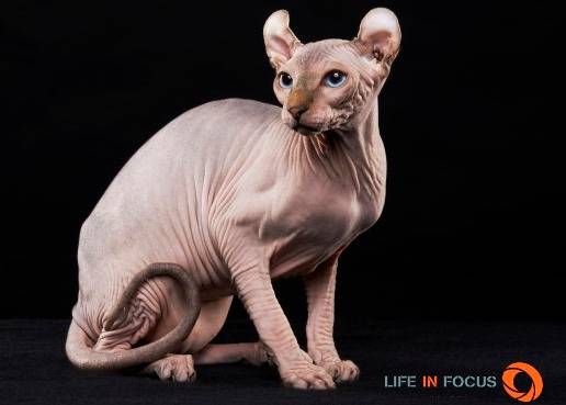 Mystiquecats Jungle - Elf-Cat Mâle