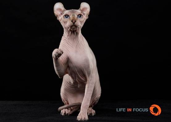 Mystiquecats Jungle - Elf-Cat Mâle