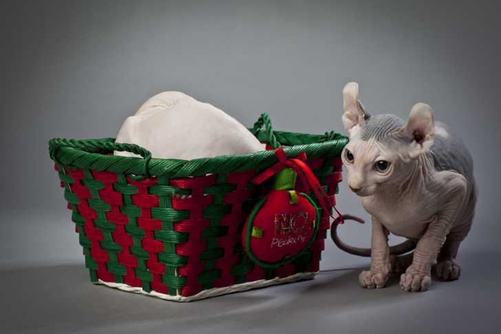 Photo Elf-Cat