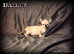 Bailey - Dwelf