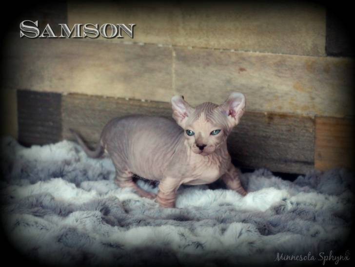 Samson - Dwelf