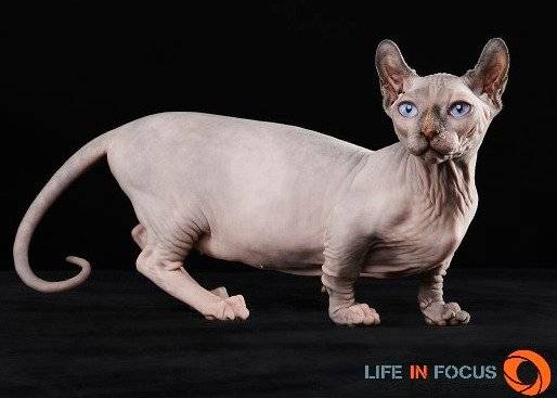 Mystiquecats Fidji - Dwelf Femelle