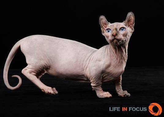 Mystiquecats Fidji - Dwelf Femelle