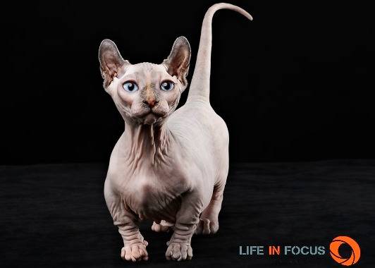 Mystiquecats Fidji - Dwelf Femelle