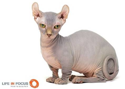 Mystiquecats Soya - Dwelf Femelle