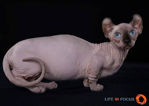 Mystiquecats Saphira - Dwelf Femelle