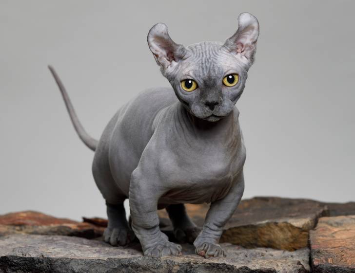 Un Dwelf se tenant debout sur une pierre