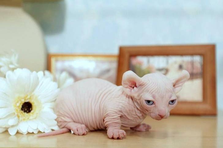 Island - Dwelf Mâle