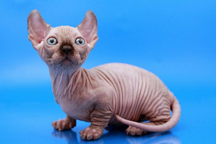 Jasmine - Dwelf Femelle