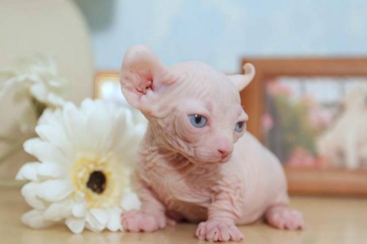 Island - Dwelf Mâle