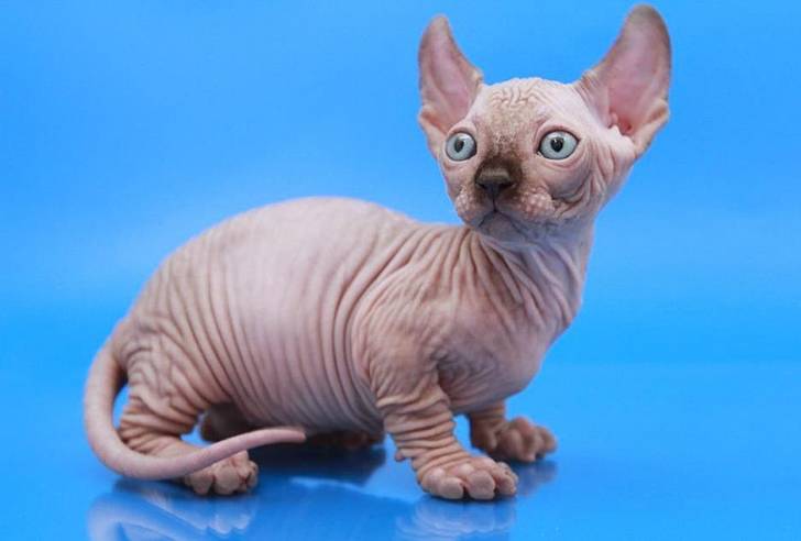 Jasmine - Dwelf Femelle