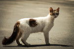 Chat Aphrodite dans la rue regardant sur le coté.