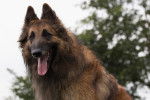 Photo Berger Belge Tervueren