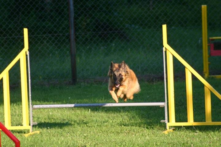 edo - Berger Belge Tervueren (3 ans)