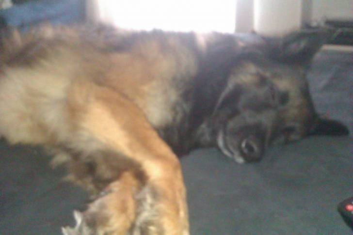 eros - Berger Belge Tervueren Mâle (4 ans)
