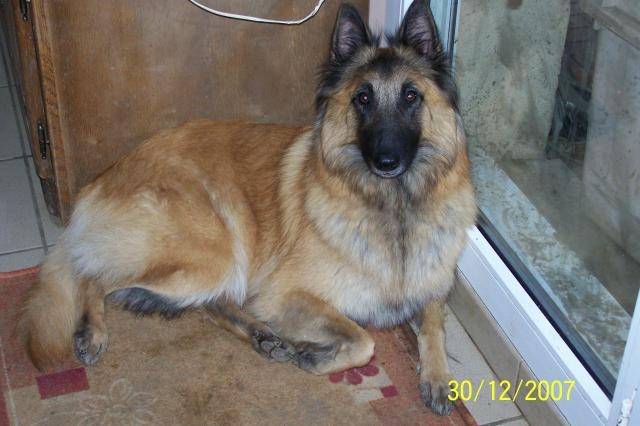 april - Berger Belge Tervueren (6 ans)