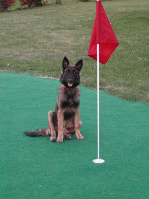 Berger Belge Tervueren - Berger Belge Tervueren