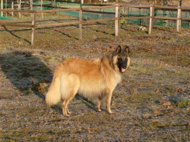 berger belge Tervueren - Berger Belge Tervueren