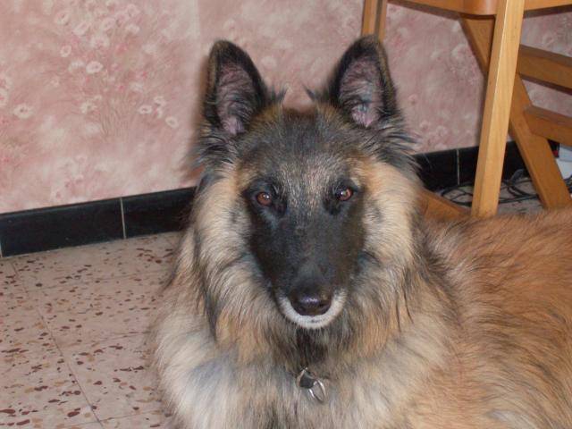 tervueren - Berger Belge Tervueren