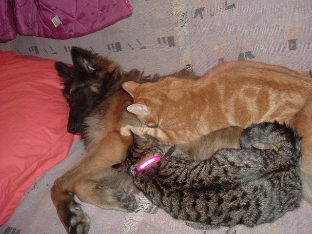 Vasco, Tervueren - Berger Belge Tervueren