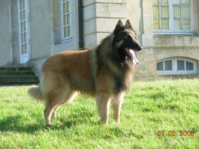 Berger belge Tervueren - Berger Belge Tervueren